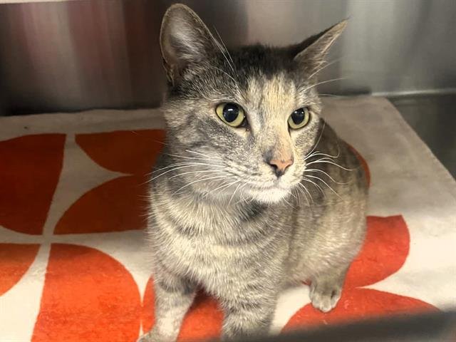 DIVA - Domestic Short Hair available for adoption