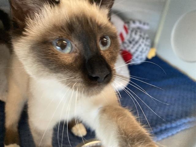 SMORE - Siamese available for adoption