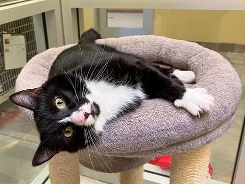 BOND - Domestic Short Hair available for adoption