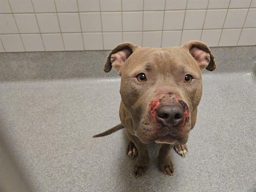 ROO - Pit Bull Terrier available for adoption