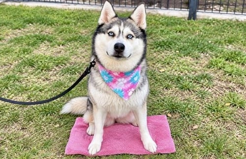 SHEENA - Siberian Husky available for adoption