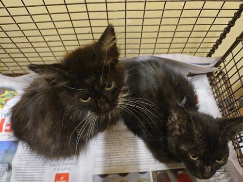CREEDANCE - Domestic Medium Hair available for adoption