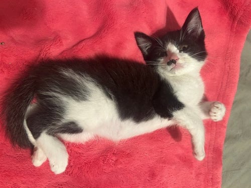 MOO - Domestic Short Hair available for adoption