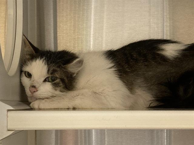 ANASTASIA - Domestic Medium Hair available for adoption