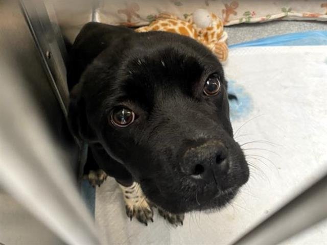 REMI - Labrador Retriever / Boxer available for adoption