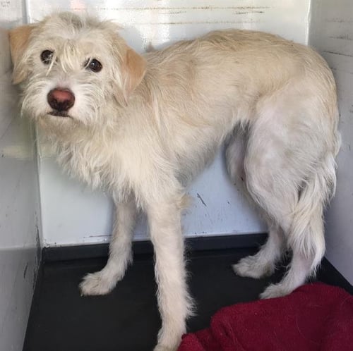 ESMERALDA - Parson Russell Terrier available for adoption