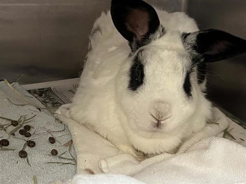 PLAY-DOH - Shorthaired Rabbit available for adoption