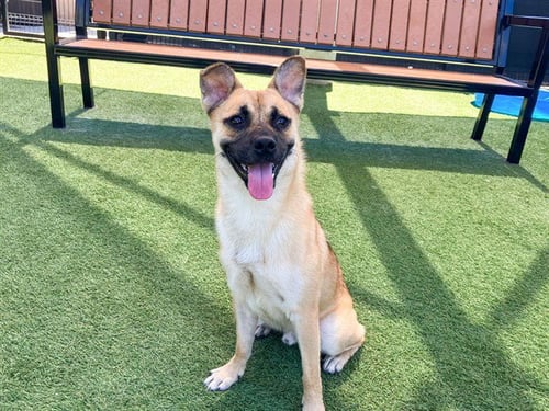 VOLTORB - Pug / Shiba Inu available for adoption
