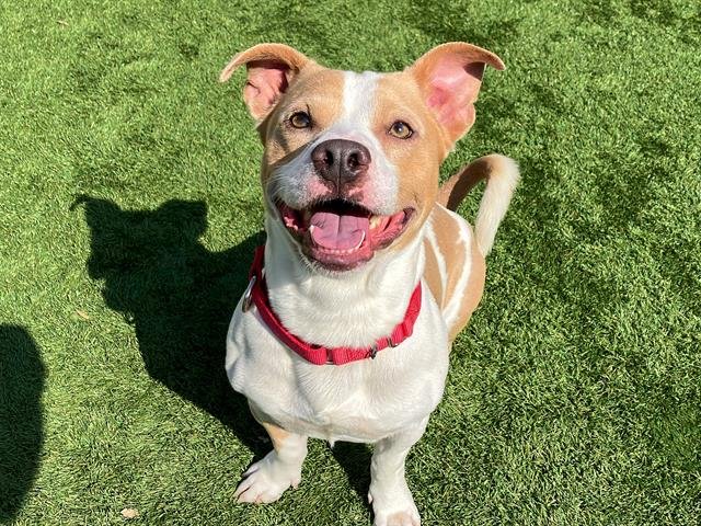 BLOOM - Pit Bull Terrier available for adoption