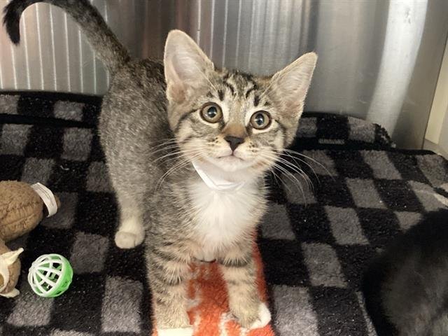 MYSTIC - Domestic Short Hair available for adoption