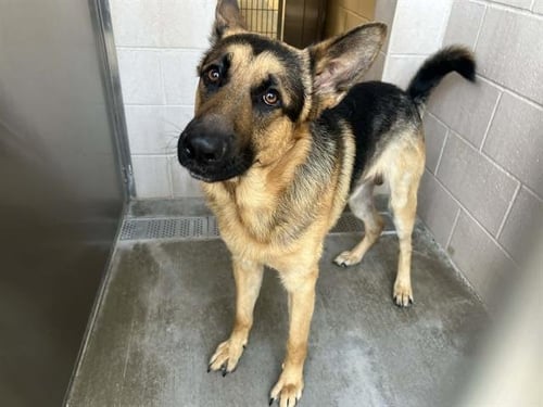 KRAMER - German Shepherd Dog available for adoption