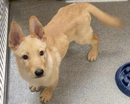 GENEVIEVE - German Shepherd Dog available for adoption