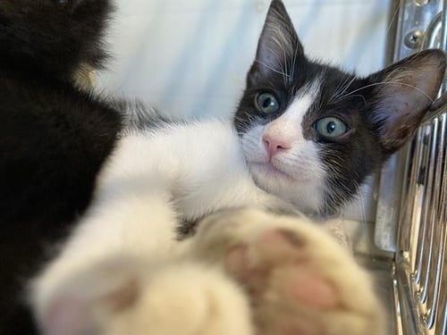 JANIE - Domestic Short Hair available for adoption