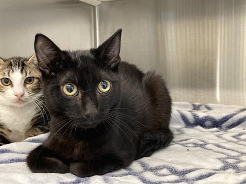 CALDILLO - Domestic Short Hair available for adoption
