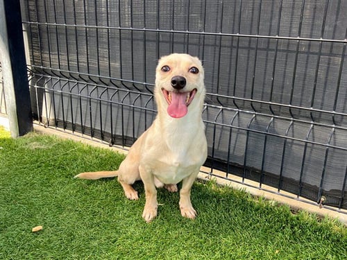BUMBLE - Chihuahua available for adoption