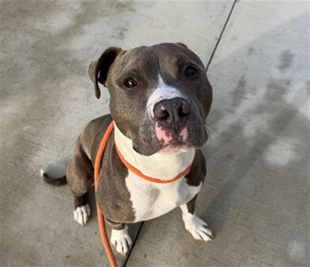 SPRUCE - Pit Bull Terrier available for adoption