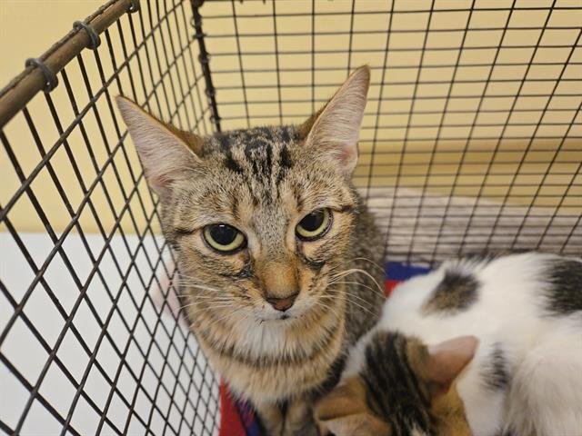 DIXIE - Domestic Short Hair available for adoption