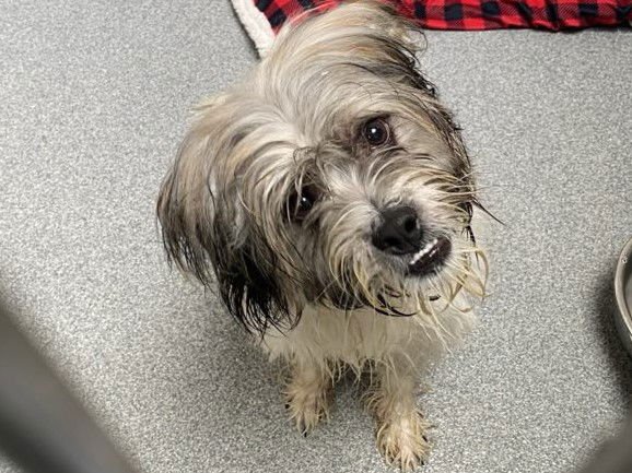 GABAGOOL - Petit Basset Griffon Vendeen available for adoption