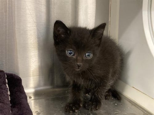 A1965959 - Domestic Short Hair available for adoption
