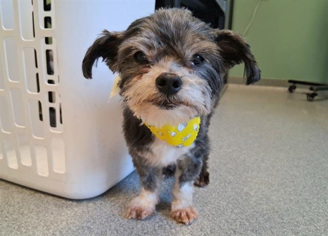ROBERTSON - Shih Tzu available for adoption