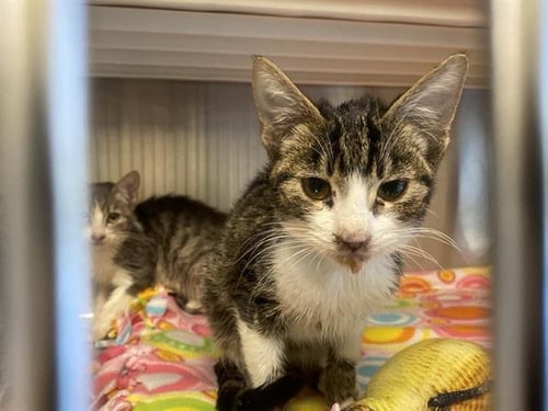 RUBEN - Domestic Short Hair available for adoption