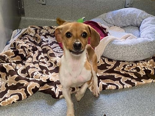 BERNIE - Chihuahua / Beagle available for adoption
