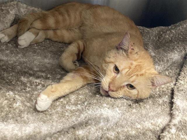 GARY - Domestic Short Hair available for adoption