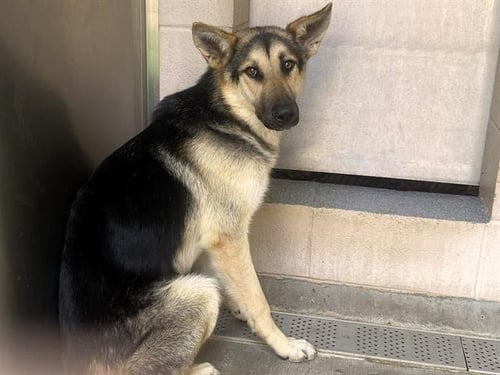 TIMBER - German Shepherd Dog available for adoption