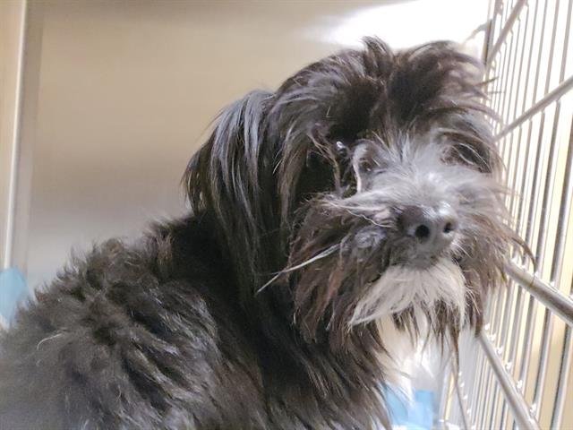 TARO - Cairn Terrier available for adoption