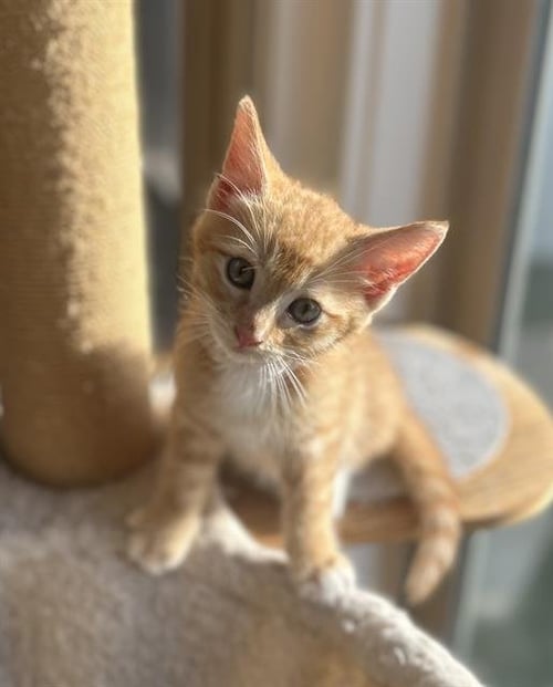 CHANDLER - Domestic Short Hair available for adoption