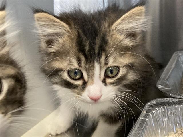 PUFFIN - Domestic Medium Hair available for adoption