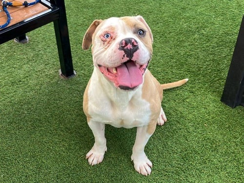 PILAF - Pit Bull Terrier available for adoption