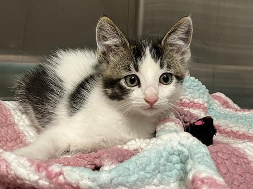 STATIC - Domestic Short Hair available for adoption