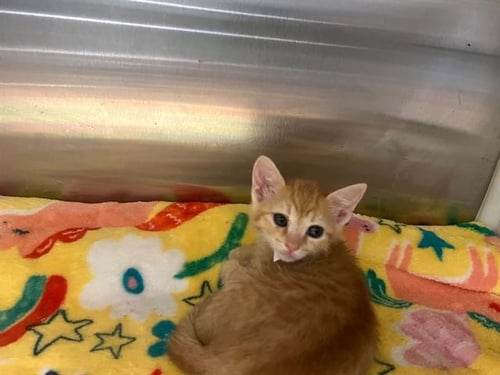 PEPSI - Domestic Short Hair available for adoption