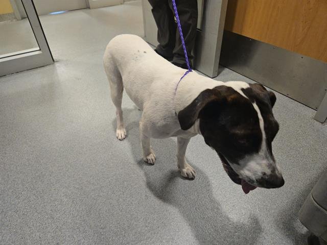 FETTY - Pointer available for adoption