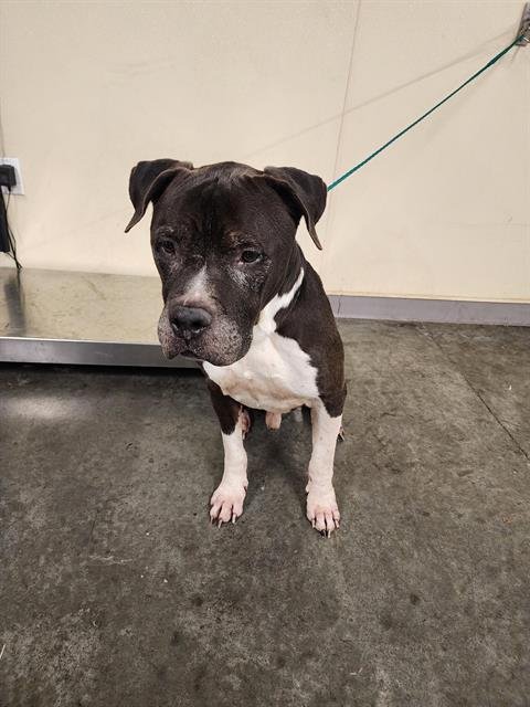 BRUCE - Pit Bull Terrier available for adoption