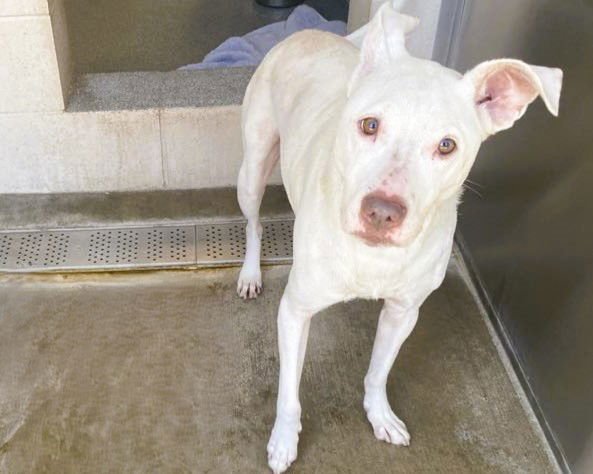 NORRIS - Pit Bull Terrier / Labrador Retriever available for adoption