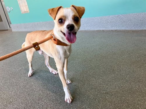 TONY - Chihuahua available for adoption