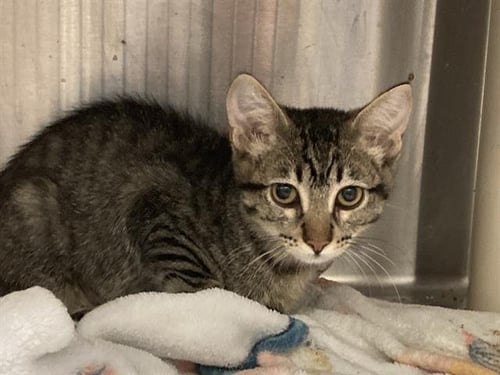 MINNOW - Domestic Short Hair available for adoption