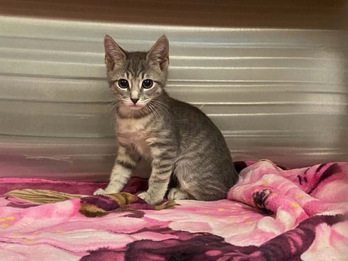 KELP - Domestic Short Hair available for adoption