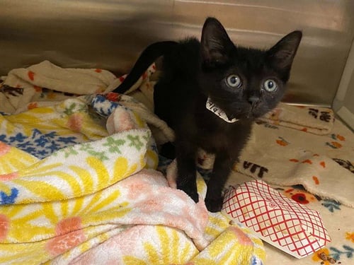 SESAME - Domestic Short Hair available for adoption