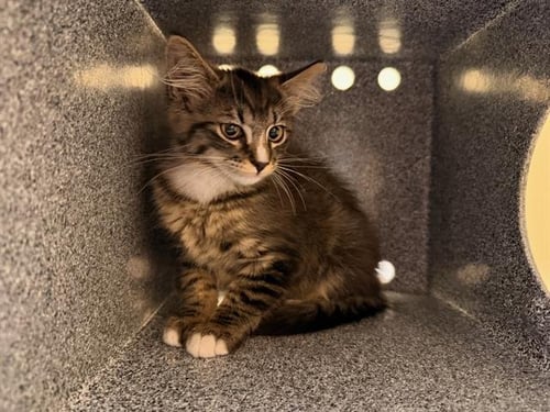 LADY PANCAKE - Domestic Short Hair available for adoption