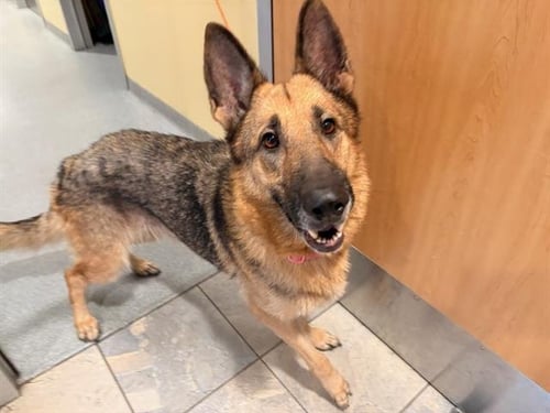 GRETCHEN - German Shepherd Dog available for adoption