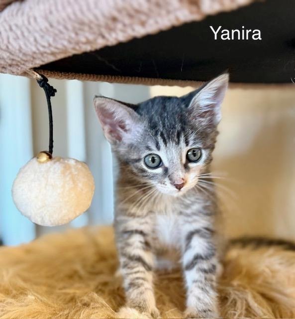 YANIRA - Domestic Short Hair available for adoption