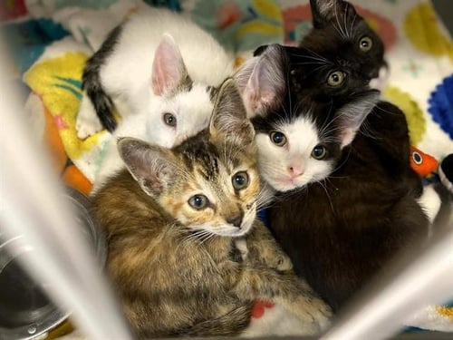 BRITNEY - Domestic Short Hair available for adoption