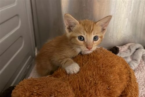 THAT DUDE - Domestic Short Hair available for adoption