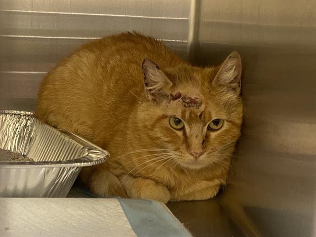 CHERRIE - Domestic Short Hair available for adoption