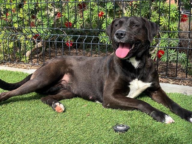 PARISSA - Labrador Retriever available for adoption