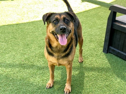 EVY - German Shepherd Dog available for adoption