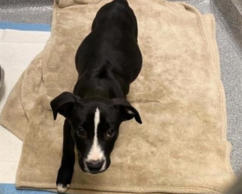 LEONARDO - Pit Bull Terrier available for adoption
